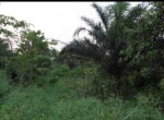 vente-de-terrain-agricole-small-0