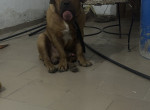 la-vente-de-mon-male-boerboel-small-0