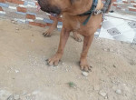 la-vente-de-mon-male-boerboel-small-1