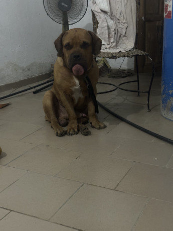 la-vente-de-mon-male-boerboel-big-0