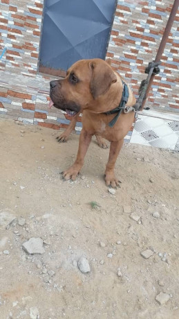 la-vente-de-mon-male-boerboel-big-1