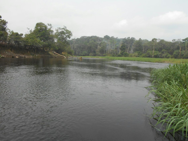 500-hectares-de-terrain-agricole-a-louer-a-mengang-cameroun-big-2