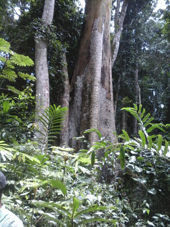 500-hectares-de-terrain-agricole-a-louer-a-mengang-cameroun-big-0