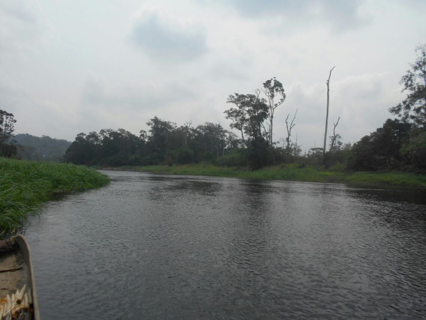 500-hectares-de-terrain-agricole-a-louer-a-mengang-cameroun-big-4