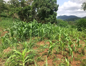 Terrain Titré à vendre à Eloumdem (Elig-Essomballa)