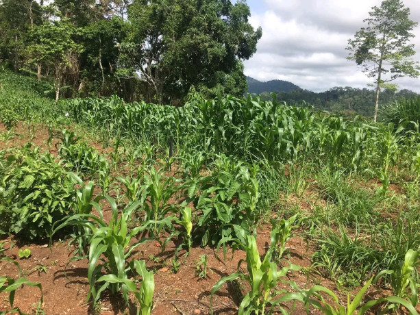 terrain-titre-a-vendre-a-eloumdem-elig-essomballa-big-1