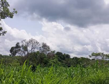 2 hectares de terrain titré à vendre à MANASSA vers Mfou