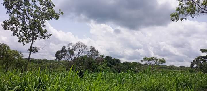 2-hectares-de-terrain-titre-a-vendre-a-manassa-vers-mfou-big-0