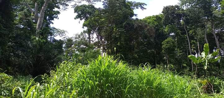 terrain-a-vendre-a-ntui-big-0