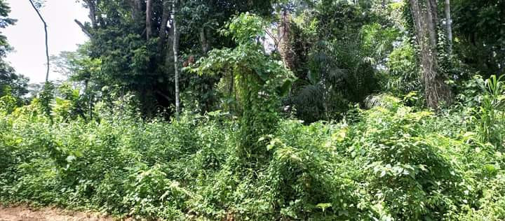 terrains-titres-a-nkozoa-et-akak-big-2