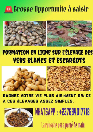 elevage-des-hannetons-big-0