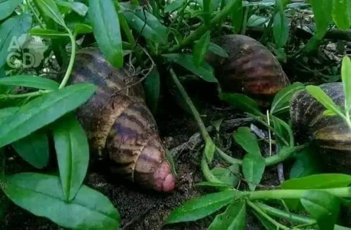 documents-pour-apprendre-lelevage-big-3