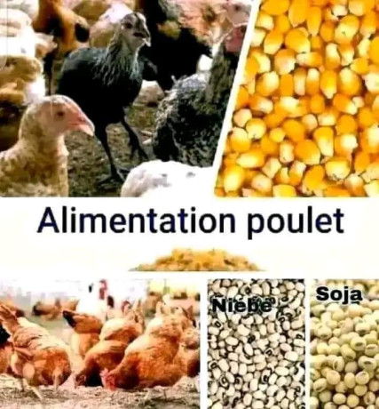 documents-pour-apprendre-lelevage-big-2