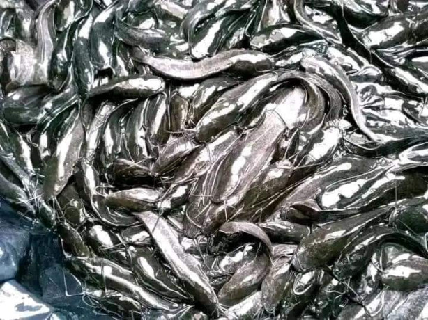 documents-pour-apprendre-lelevage-big-0