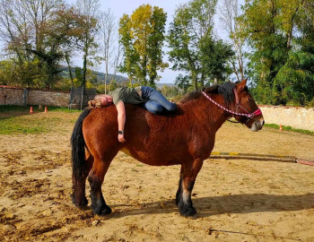 Venez découvrir la voltige aux Les Gros Sabots à Celles les Condé