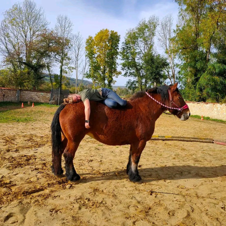 venez-decouvrir-la-voltige-aux-les-gros-sabots-a-celles-les-conde-big-0