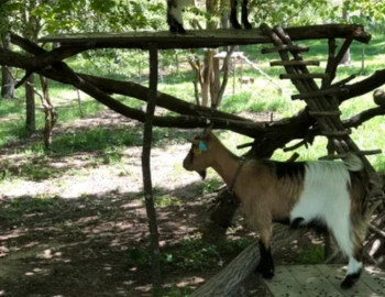 Adorable chevrette nain/ miniature 50