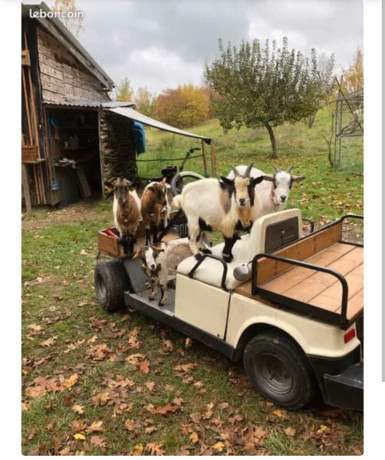 adorable-chevrette-nain-miniature-50-big-3