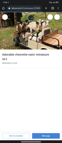adorable-chevrette-nain-miniature-50-big-2