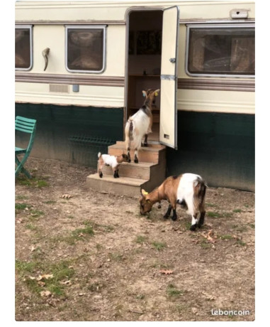 adorable-chevrette-nain-miniature-50-big-1