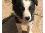 45-chiots-border-collie-nes-a-lelevage-du-masandre-550-small-0