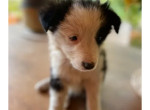 45-chiots-border-collie-nes-a-lelevage-du-masandre-550-small-1