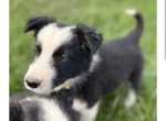 45-chiots-border-collie-nes-a-lelevage-du-masandre-550-small-2