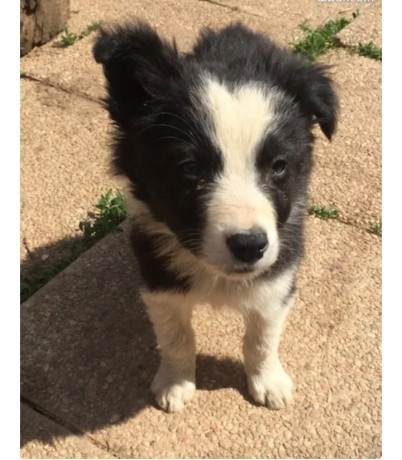 45-chiots-border-collie-nes-a-lelevage-du-masandre-550-big-0