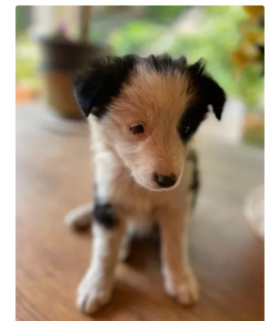45-chiots-border-collie-nes-a-lelevage-du-masandre-550-big-1