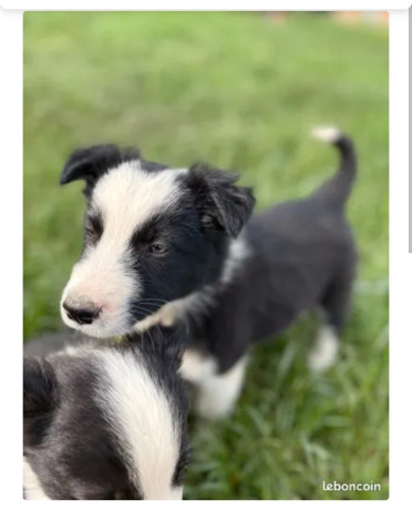 45-chiots-border-collie-nes-a-lelevage-du-masandre-550-big-2