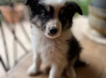 5-chiots-border-collie-nes-a-lelevage-le-120323-750-small-0