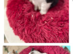 5-chiots-border-collie-nes-a-lelevage-le-120323-750-small-1