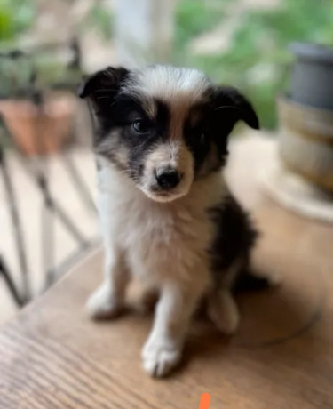 5-chiots-border-collie-nes-a-lelevage-le-120323-750-big-0