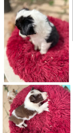 5-chiots-border-collie-nes-a-lelevage-le-120323-750-big-1