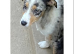 thelma-border-collie-nee-a-lelevage-du-mas-andre-400-small-0