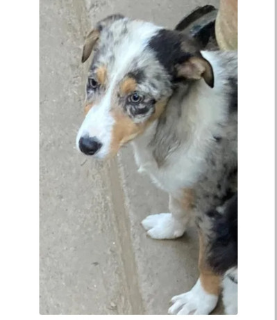 thelma-border-collie-nee-a-lelevage-du-mas-andre-400-big-0