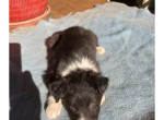tasha-chiot-border-collie-femelle-ne-a-lelevage-du-mas-andre-650-small-0