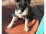 tasha-chiot-border-collie-femelle-ne-a-lelevage-du-mas-andre-650-small-1