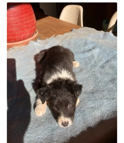 tasha-chiot-border-collie-femelle-ne-a-lelevage-du-mas-andre-650-big-0