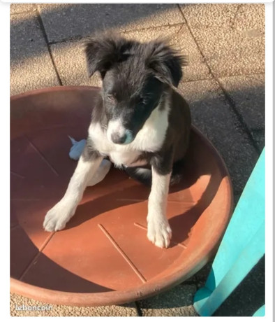 tasha-chiot-border-collie-femelle-ne-a-lelevage-du-mas-andre-650-big-1