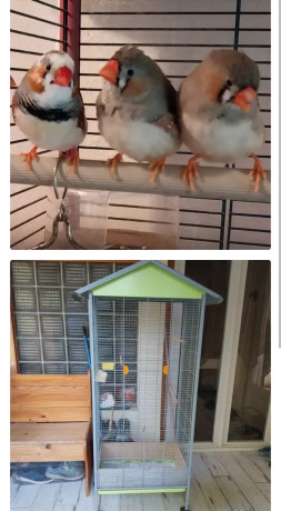 cage-avec-mandarins-80-big-0