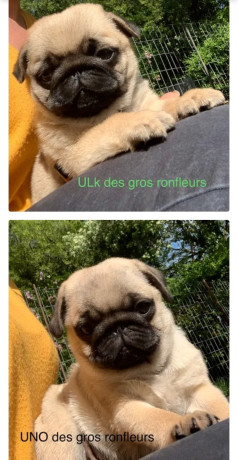 carlin-lof-1600-big-1