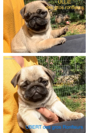 carlin-lof-1600-big-0