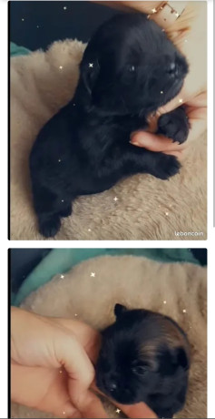 spitzcarlin-650-big-0