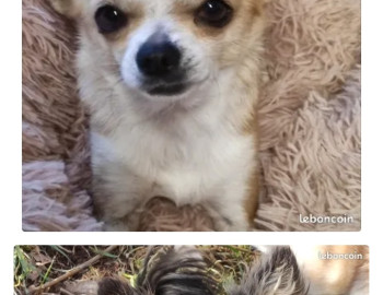 Chiots et chiens type chihuahuas non lof 700