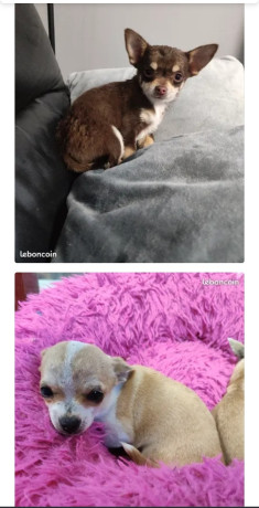 chiots-et-chiens-type-chihuahuas-non-lof-700-big-1