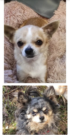 chiots-et-chiens-type-chihuahuas-non-lof-700-big-0