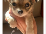 chihuahua-merle-femelle-small-0