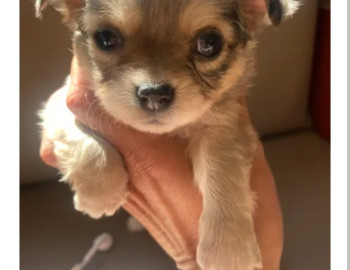 Chihuahua merle femelle