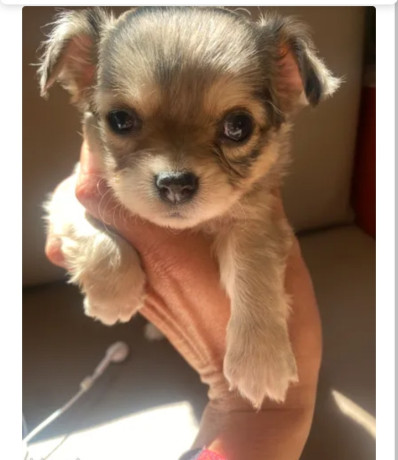 chihuahua-merle-femelle-big-0